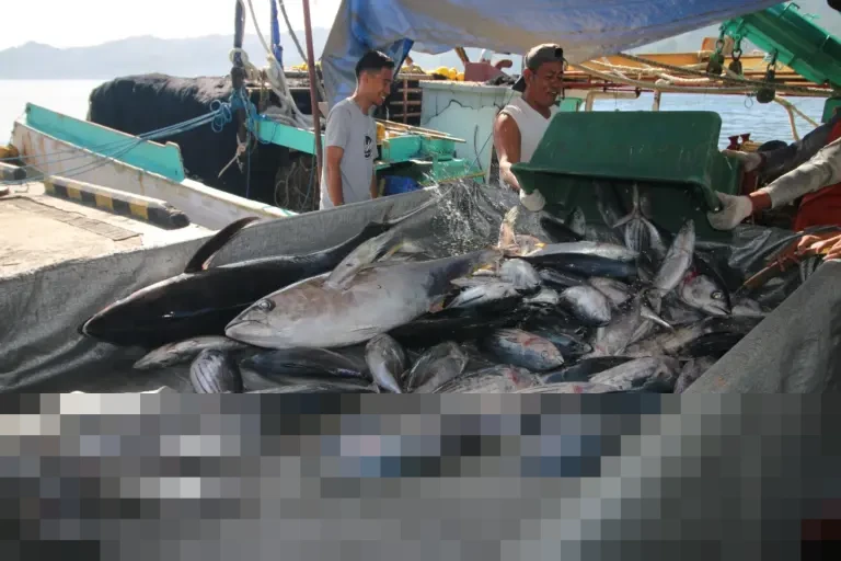 KKP Jamin Pelayanan Pelabuhan Perikanan Optimal di Nataru, Peringatkan Nelayan Waspada Cuaca Ekstrem KKP Jamin Pelayanan Pelabuhan Perikanan Optimal di Nataru, Peringatkan Nelayan Waspada Cuaca Ekstrem