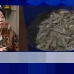 KKP Pastikan Ekspor Udang RI ke AS Senilai Rp 3,6 Triliun Kembali Dibuka Usai Sertifikasi Bebas Radioaktif