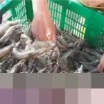 KKP Tegaskan Penarikan Udang Beku RI di AS Kasus Lawas, Bukan Temuan Baru