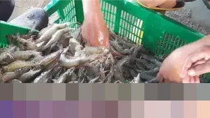 KKP Tegaskan Penarikan Udang Beku RI di AS Kasus Lawas, Bukan Temuan Baru