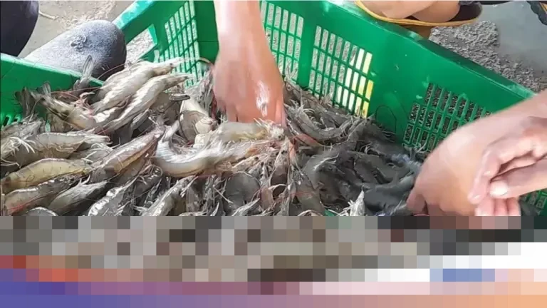 KKP Tegaskan Penarikan Udang Beku RI di AS Kasus Lawas, Bukan Temuan Baru