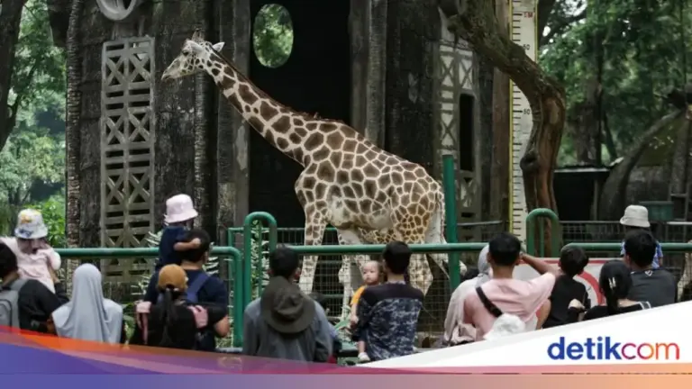 Libur Nataru 2025-2026, TM Ragunan Buka Lebih Awal dan Tutup Lebih Malam untuk Pengunjung