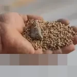 LPEM UI: Indonesia Terjebak ‘Perangkap Beras’, Solusi Diversifikasi Pangan ala Soemitro Djojohadikusumo Relevan