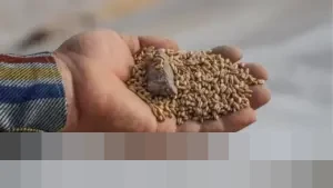 LPEM UI: Indonesia Terjebak ‘Perangkap Beras’, Solusi Diversifikasi Pangan ala Soemitro Djojohadikusumo Relevan