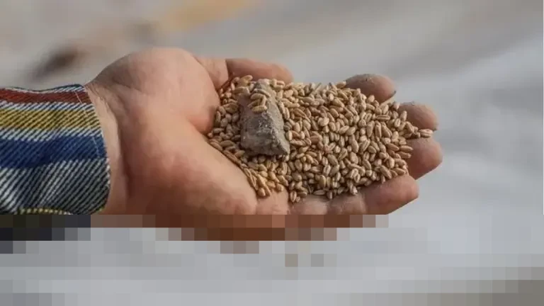 LPEM UI: Indonesia Terjebak ‘Perangkap Beras’, Solusi Diversifikasi Pangan ala Soemitro Djojohadikusumo Relevan LPEM UI: Indonesia Terjebak ‘Perangkap Beras’, Solusi Diversifikasi Pangan ala Soemitro Djojohadikusumo Relevan