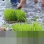 Melawan Tradisi Pertanian, Petani India Ini Raup Cuan Hampir Rp1 Miliar Setahun dengan Sistem Terintegrasi