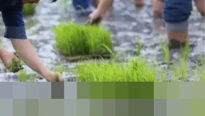 Melawan Tradisi Pertanian, Petani India Ini Raup Cuan Hampir Rp1 Miliar Setahun dengan Sistem Terintegrasi