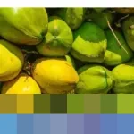 Mendag Budi Santoso: “Kelapa Banyak Permintaan Ekspor,” Industri Hilir Terancam Krisis Bahan Baku