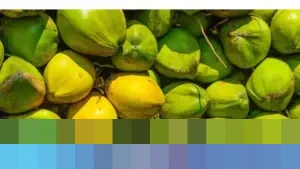 Mendag Budi Santoso: “Kelapa Banyak Permintaan Ekspor,” Industri Hilir Terancam Krisis Bahan Baku