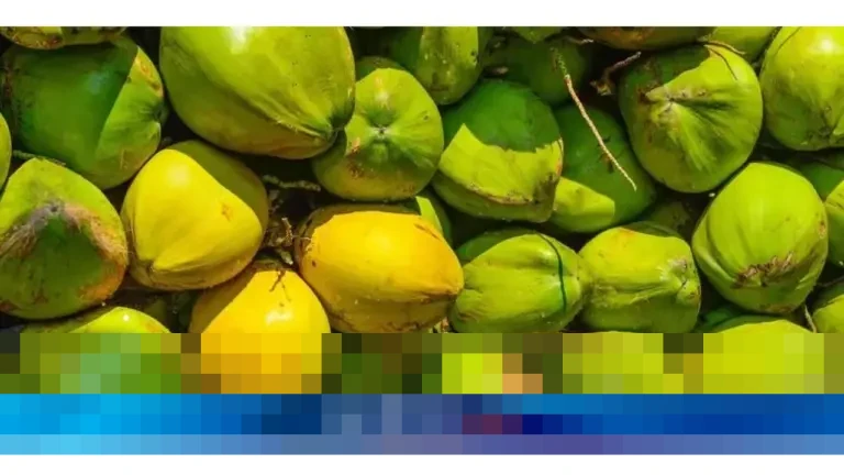 Mendag Budi Santoso: “Kelapa Banyak Permintaan Ekspor,” Industri Hilir Terancam Krisis Bahan Baku