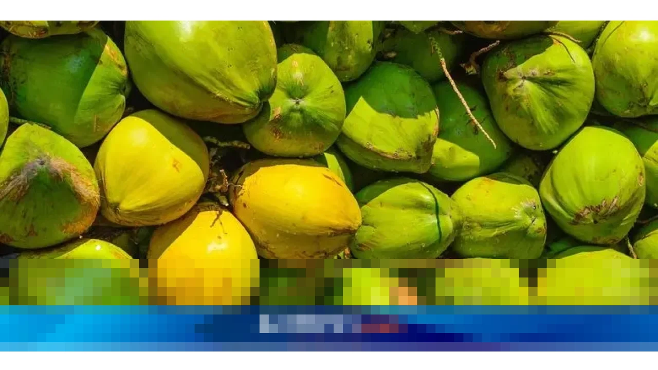 Mendag Budi Santoso: “Kelapa Banyak Permintaan Ekspor,” Industri Hilir Terancam Krisis Bahan Baku