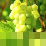 Menilik Asal-usul Tradisi Makan 12 Anggur di Malam Tahun Baru: Mitos Keberuntungan atau Sekadar Ritual?