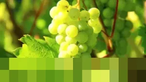 Menilik Asal-usul Tradisi Makan 12 Anggur di Malam Tahun Baru: Mitos Keberuntungan atau Sekadar Ritual?