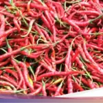 Mentan Amran: Kenaikan Harga Cabai Wajar Akibat Cuaca Ekstrem, Beras dan Telur Tak Boleh Mahal