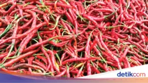 Mentan Amran: Kenaikan Harga Cabai Wajar Akibat Cuaca Ekstrem, Beras dan Telur Tak Boleh Mahal