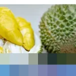 Pekebun Durian: “Harga Musang King Anjlok Lebih dari 60 Persen, Terendah Sepanjang Sejarah”