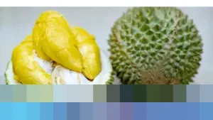 Pekebun Durian: “Harga Musang King Anjlok Lebih dari 60 Persen, Terendah Sepanjang Sejarah”