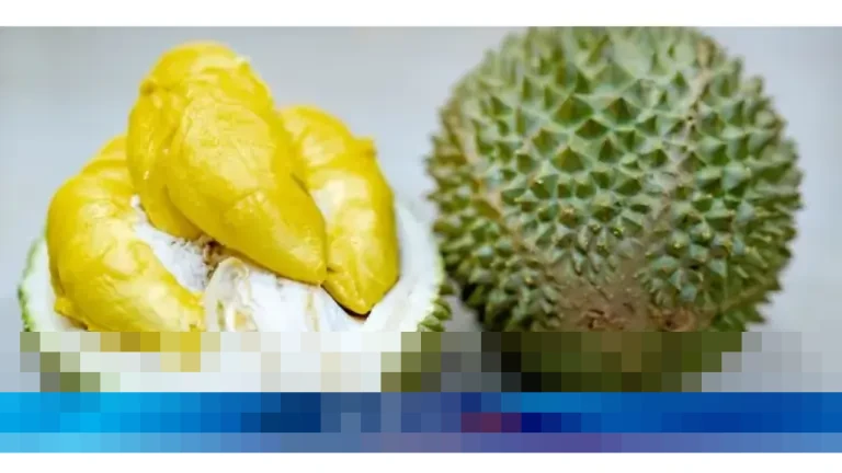 Pekebun Durian: “Harga Musang King Anjlok Lebih dari 60 Persen, Terendah Sepanjang Sejarah”