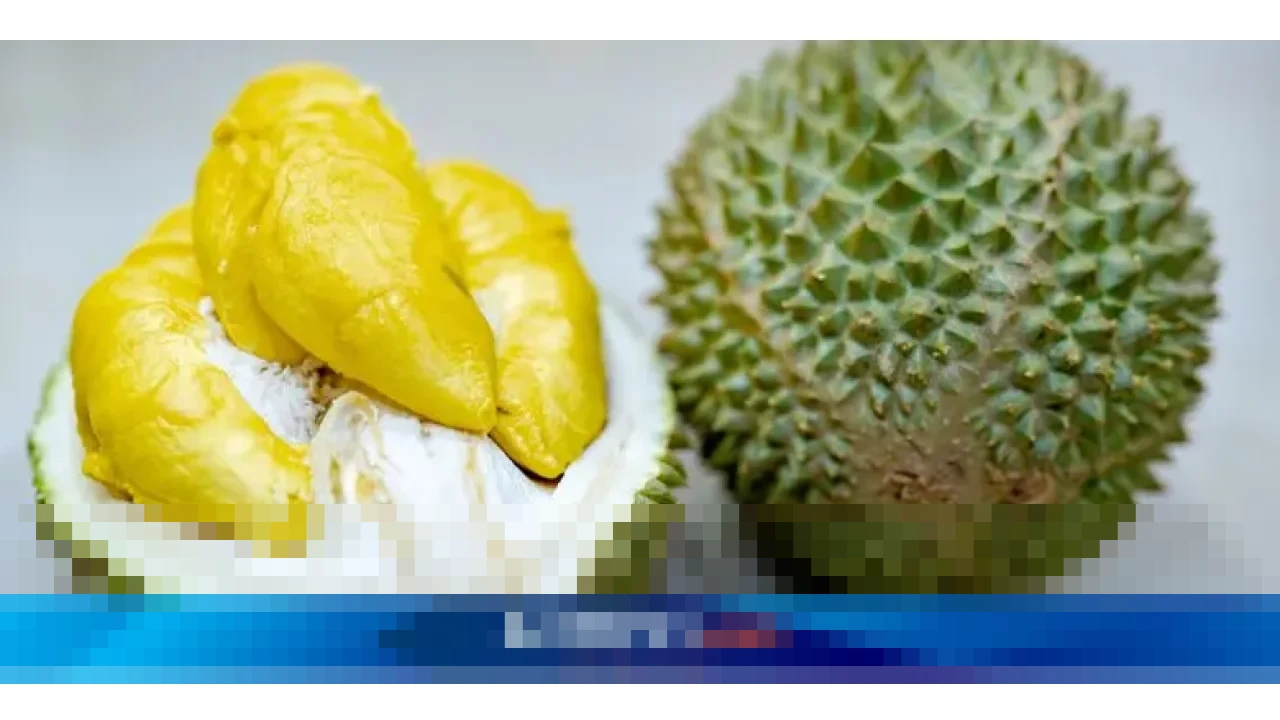 Pekebun Durian: “Harga Musang King Anjlok Lebih dari 60 Persen, Terendah Sepanjang Sejarah”