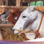Pemerintah Alihkan Impor Kedelai dan Bungkil Kedelai ke BUMN Pangan Demi Stabilisasi Harga
