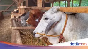 Pemerintah Alihkan Impor Kedelai dan Bungkil Kedelai ke BUMN Pangan Demi Stabilisasi Harga
