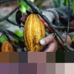 Pemerintah Siapkan Rp 9 Triliun untuk Hilirisasi Komoditas dan Peningkatan Produksi Protein 2026