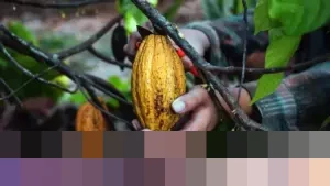 Pemerintah Siapkan Rp 9 Triliun untuk Hilirisasi Komoditas dan Peningkatan Produksi Protein 2026