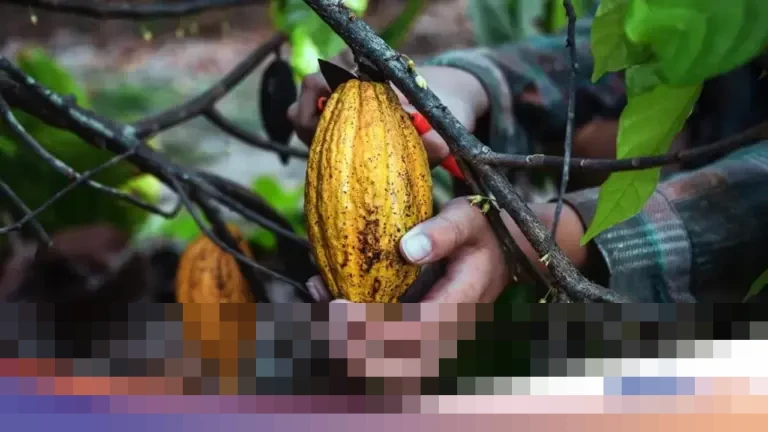 Pemerintah Siapkan Rp 9 Triliun untuk Hilirisasi Komoditas dan Peningkatan Produksi Protein 2026 Pemerintah Siapkan Rp 9 Triliun untuk Hilirisasi Komoditas dan Peningkatan Produksi Protein 2026