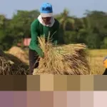 Pemerintah Targetkan Serap 2,5 Juta Ton Beras Petani pada Panen Raya Awal 2026