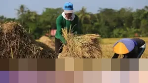 Pemerintah Targetkan Serap 2,5 Juta Ton Beras Petani pada Panen Raya Awal 2026
