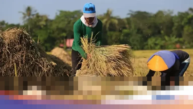 Pemerintah Targetkan Serap 2,5 Juta Ton Beras Petani pada Panen Raya Awal 2026