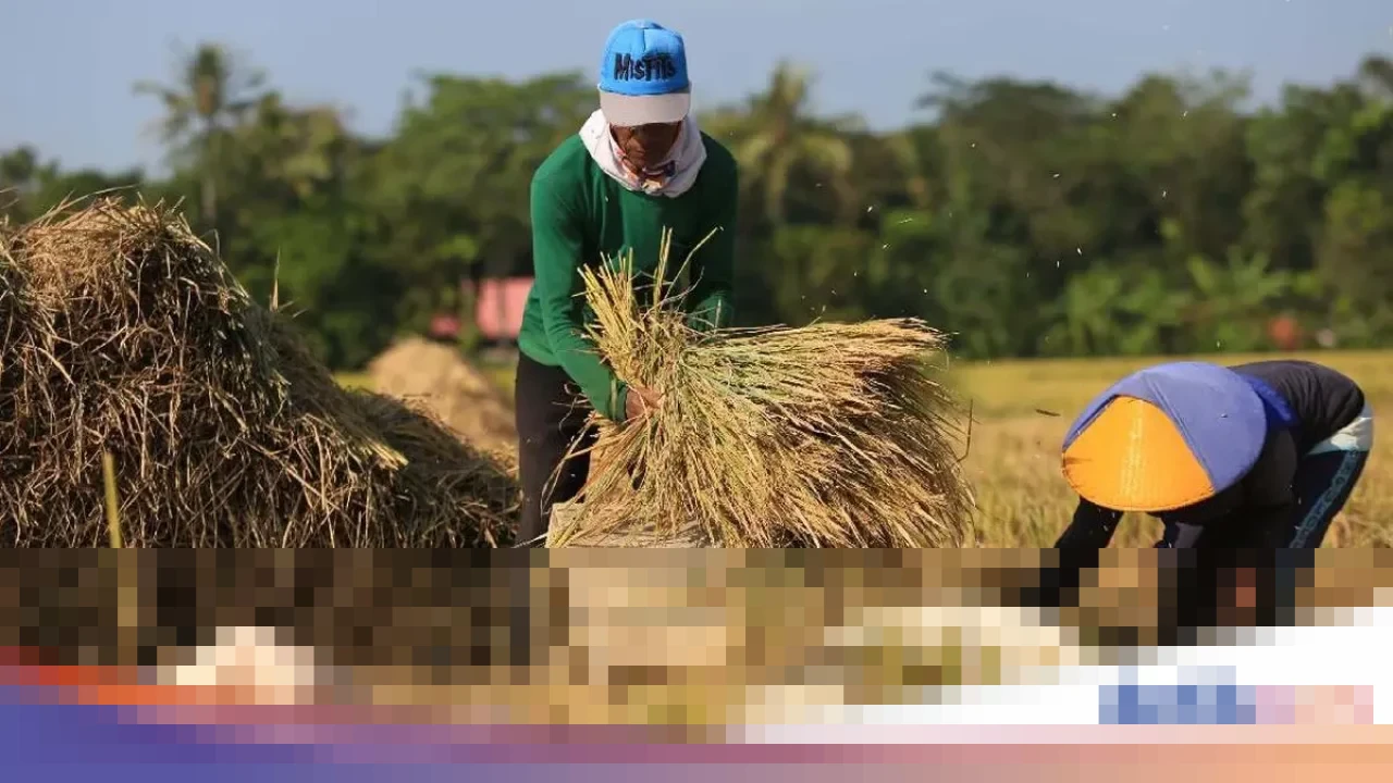 Pemerintah Targetkan Serap 2,5 Juta Ton Beras Petani pada Panen Raya Awal 2026 Pemerintah Targetkan Serap 2,5 Juta Ton Beras Petani pada Panen Raya Awal 2026