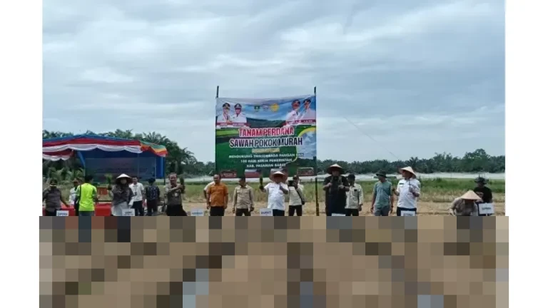 Pemkab Pasaman Barat Catat Luas Tanam Padi 16.689 Hektare hingga November 2025, Optimistis Lampaui Target