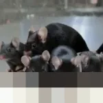 Peneliti Tiongkok Umumkan Tikus Betina Eksperimen Luar Angkasa Melahirkan Sembilan Anak