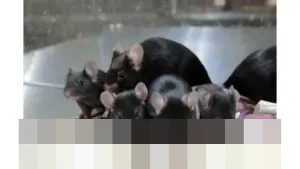 Peneliti Tiongkok Umumkan Tikus Betina Eksperimen Luar Angkasa Melahirkan Sembilan Anak