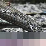 Permintaan Sertifikasi Bebas Radioaktif Cesium-137 Kini Sasar Ikan Asin dan Terasi Ekspor Indonesia