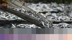 Permintaan Sertifikasi Bebas Radioaktif Cesium-137 Kini Sasar Ikan Asin dan Terasi Ekspor Indonesia