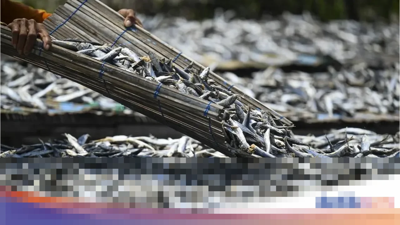 Permintaan Sertifikasi Bebas Radioaktif Cesium-137 Kini Sasar Ikan Asin dan Terasi Ekspor Indonesia Permintaan Sertifikasi Bebas Radioaktif Cesium-137 Kini Sasar Ikan Asin dan Terasi Ekspor Indonesia