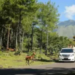 Petualangan Seru di The Grand Taman Safari Prigen: Liburan Edukatif Keluarga Mulai Rp170 Ribu