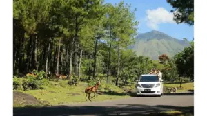 Petualangan Seru di The Grand Taman Safari Prigen: Liburan Edukatif Keluarga Mulai Rp170 Ribu