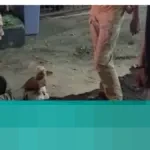 Polisi Ungkap Anjing Husky Serang Kucing di Bandung: Pemilik Takut, Lepas Kendali