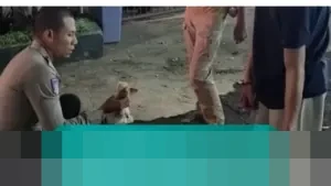 Polisi Ungkap Anjing Husky Serang Kucing di Bandung: Pemilik Takut, Lepas Kendali