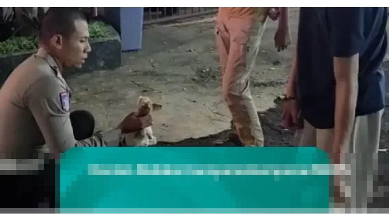 Polisi Ungkap Anjing Husky Serang Kucing di Bandung: Pemilik Takut, Lepas Kendali