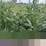 Polresta Tangerang Bantah Keras Isu Lahan Jagung Tigaraksa Terbengkalai, Siap Panen Januari 2026