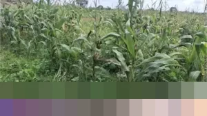 Polresta Tangerang Bantah Keras Isu Lahan Jagung Tigaraksa Terbengkalai, Siap Panen Januari 2026