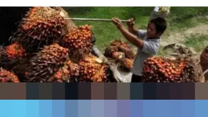 POPSI: “B50 Keliru,” Kenaikan PE Sawit Ancam Petani dan Ekosistem, Daya Saing Melemah