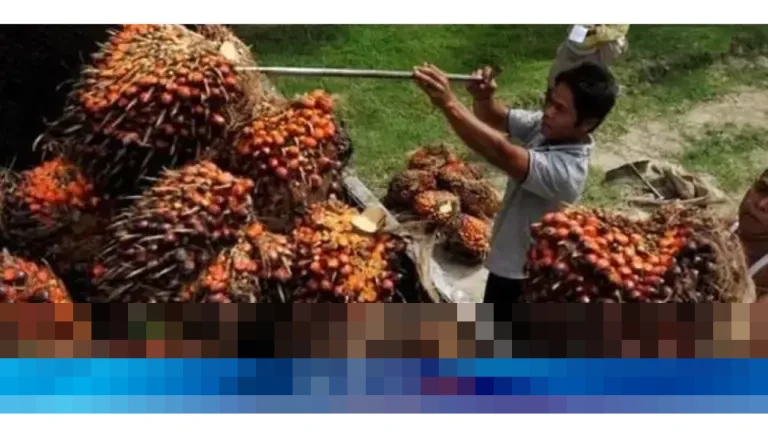 POPSI: “B50 Keliru,” Kenaikan PE Sawit Ancam Petani dan Ekosistem, Daya Saing Melemah