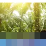 POPSI Desak Pemerintah Benahi Penerbitan Kebun Sawit di Kawasan Hutan, Soroti Penafsiran Pasal 33 UUD 1945