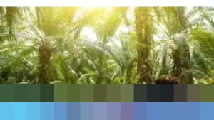 POPSI Desak Pemerintah Benahi Penerbitan Kebun Sawit di Kawasan Hutan, Soroti Penafsiran Pasal 33 UUD 1945