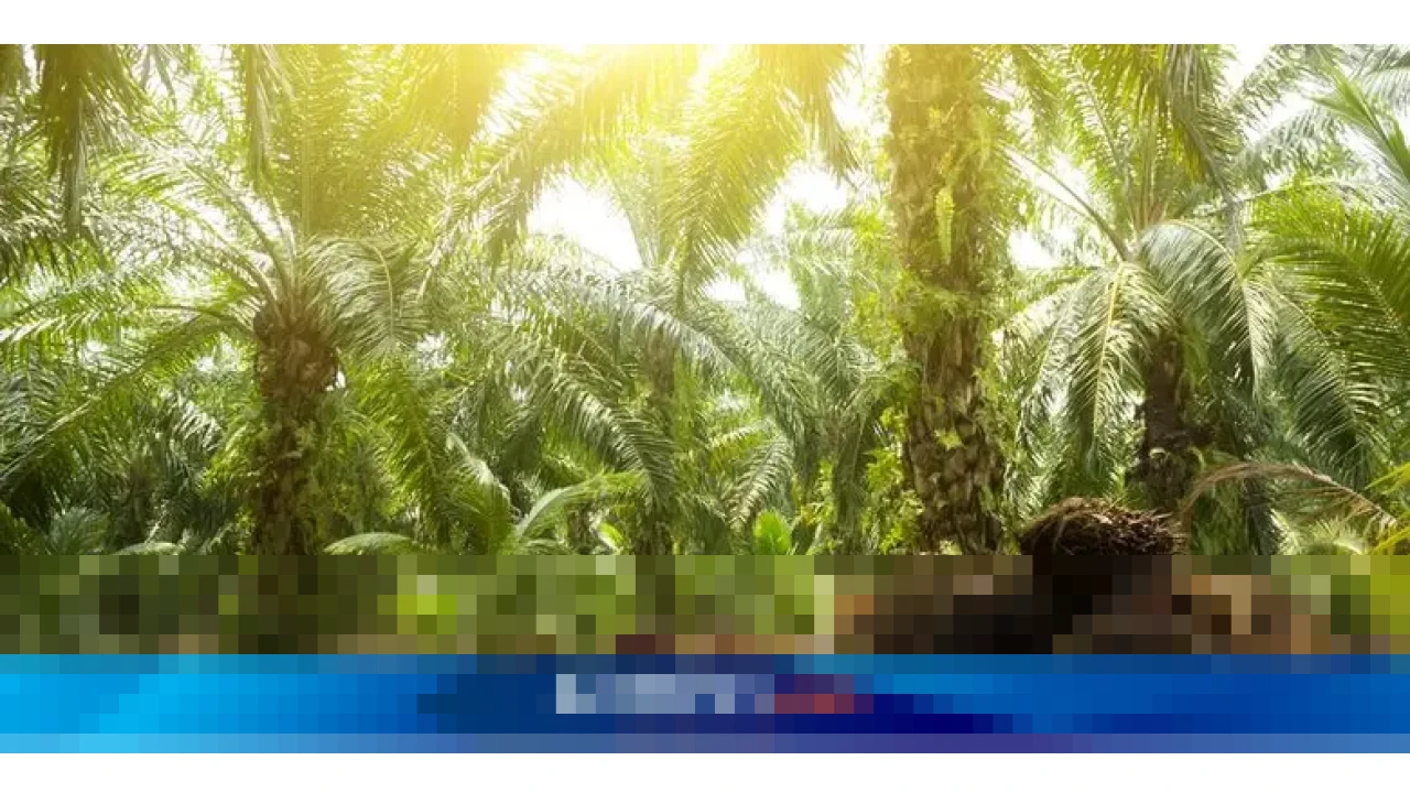 POPSI Desak Pemerintah Benahi Penerbitan Kebun Sawit di Kawasan Hutan, Soroti Penafsiran Pasal 33 UUD 1945